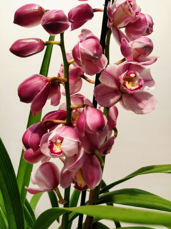 Orquidea cymbidium - Image 4