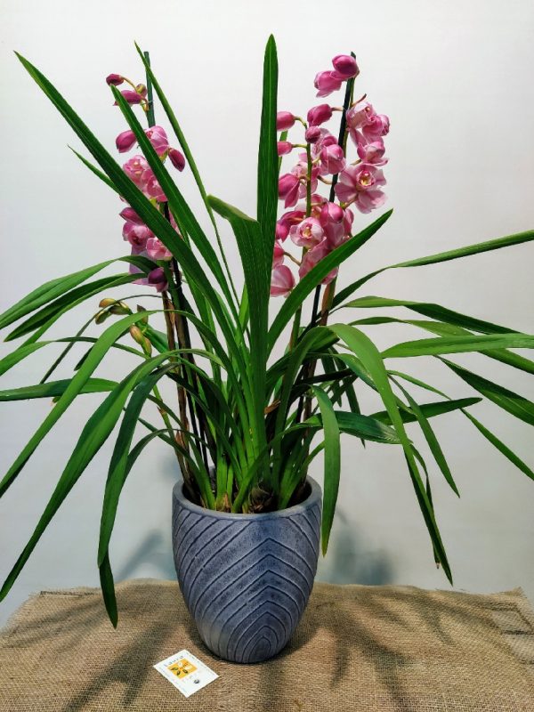 Orquidea cymbidium