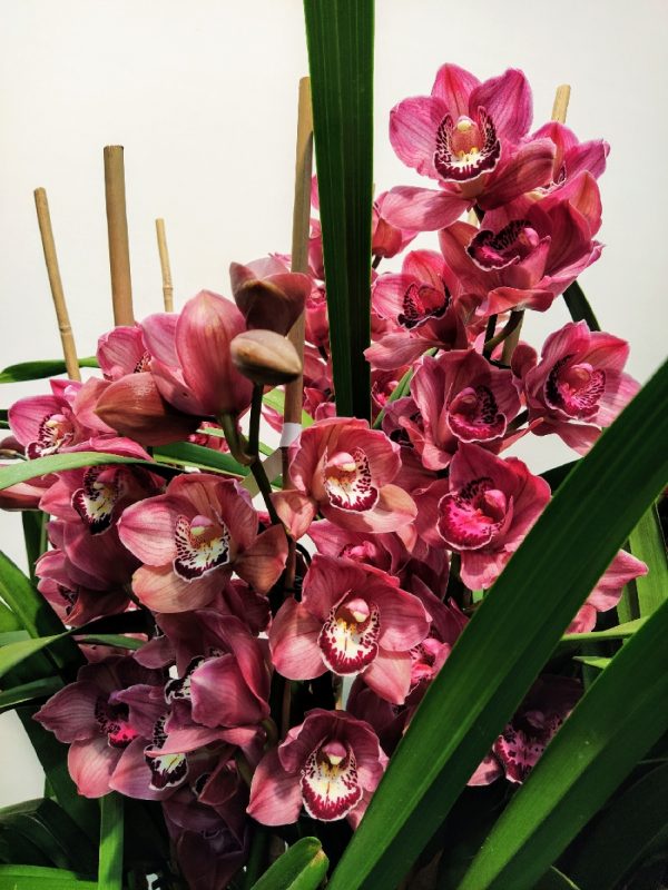 Orquidea cymbidium - Image 2